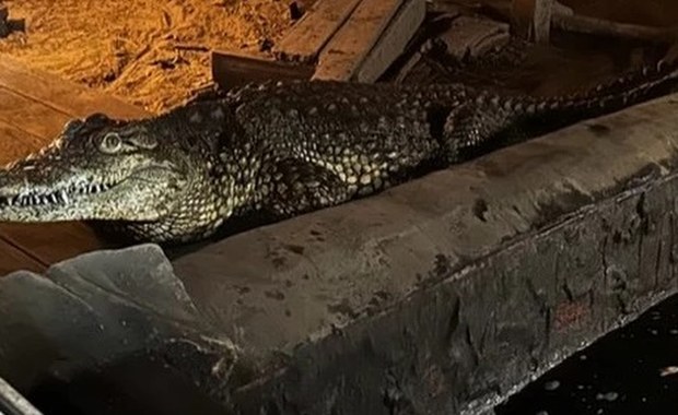 Nielegalna hodowla dzikich zwierząt w Sosnowcu. Będą zarzuty