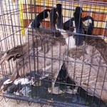 ​Nielegalna hodowla ptaków. Właściciel odpowie przed sądem