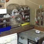 Nielegalna hodowla szczurów w kawalerce w Piotrkowie Trybunalskim