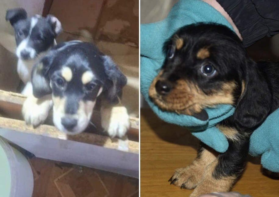 Nielegalna hodowla w gminie Piątek, fot. Policja w Zgierzu /