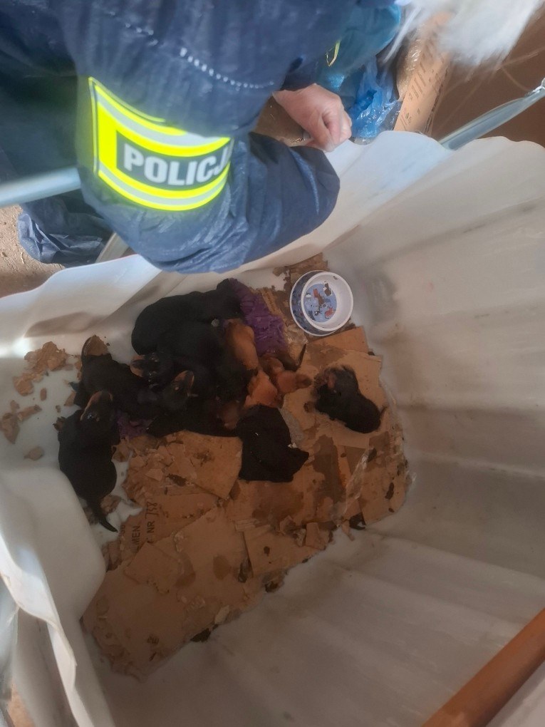 Nielegalna hodowla w gminie Piątek, fot. Policja w Zgierzu