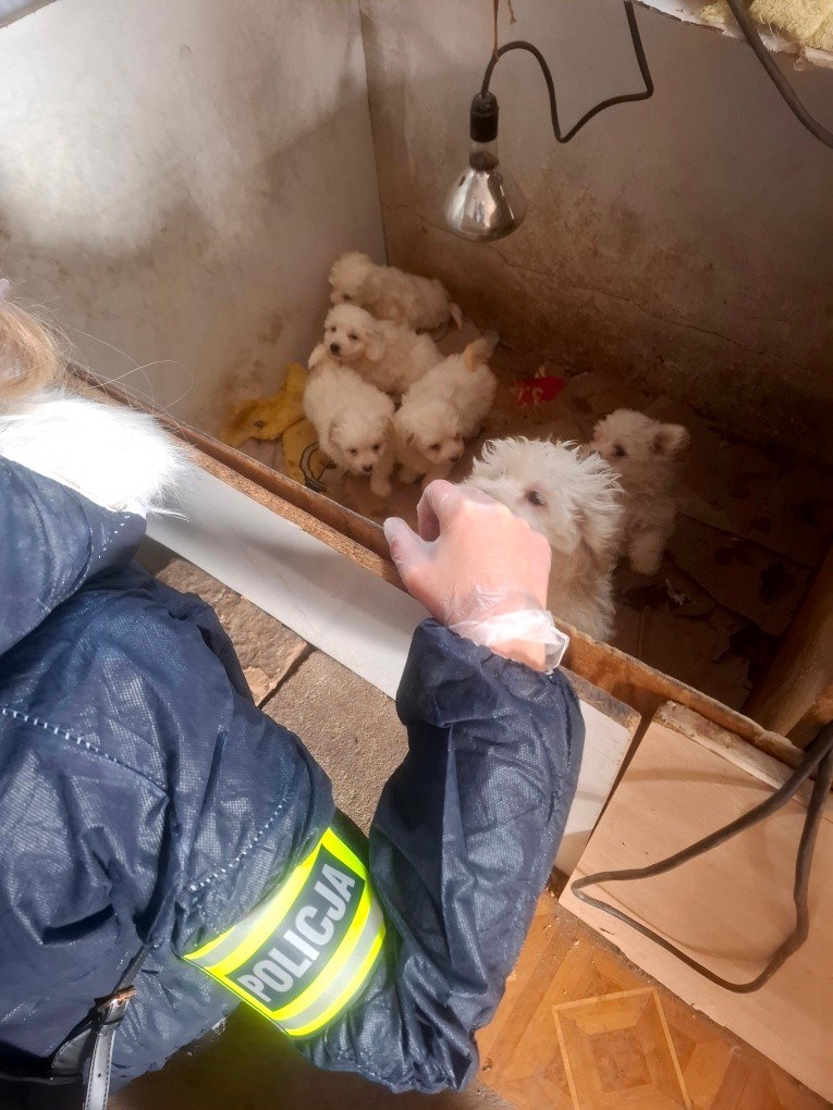 Nielegalna hodowla w gminie Piątek, fot. Policja w Zgierzu