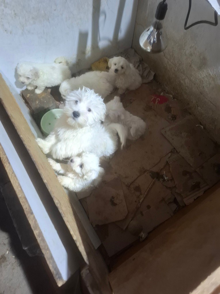 Nielegalna hodowla w gminie Piątek, fot. Policja w Zgierzu