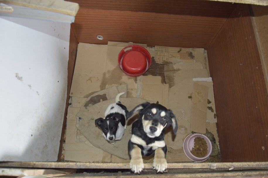 Nielegalna hodowla w gminie Piątek, fot. Policja w Zgierzu