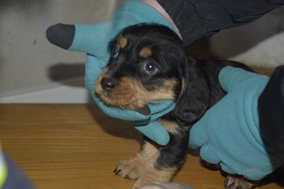 Nielegalna hodowla w gminie Piątek, fot. Policja w Zgierzu