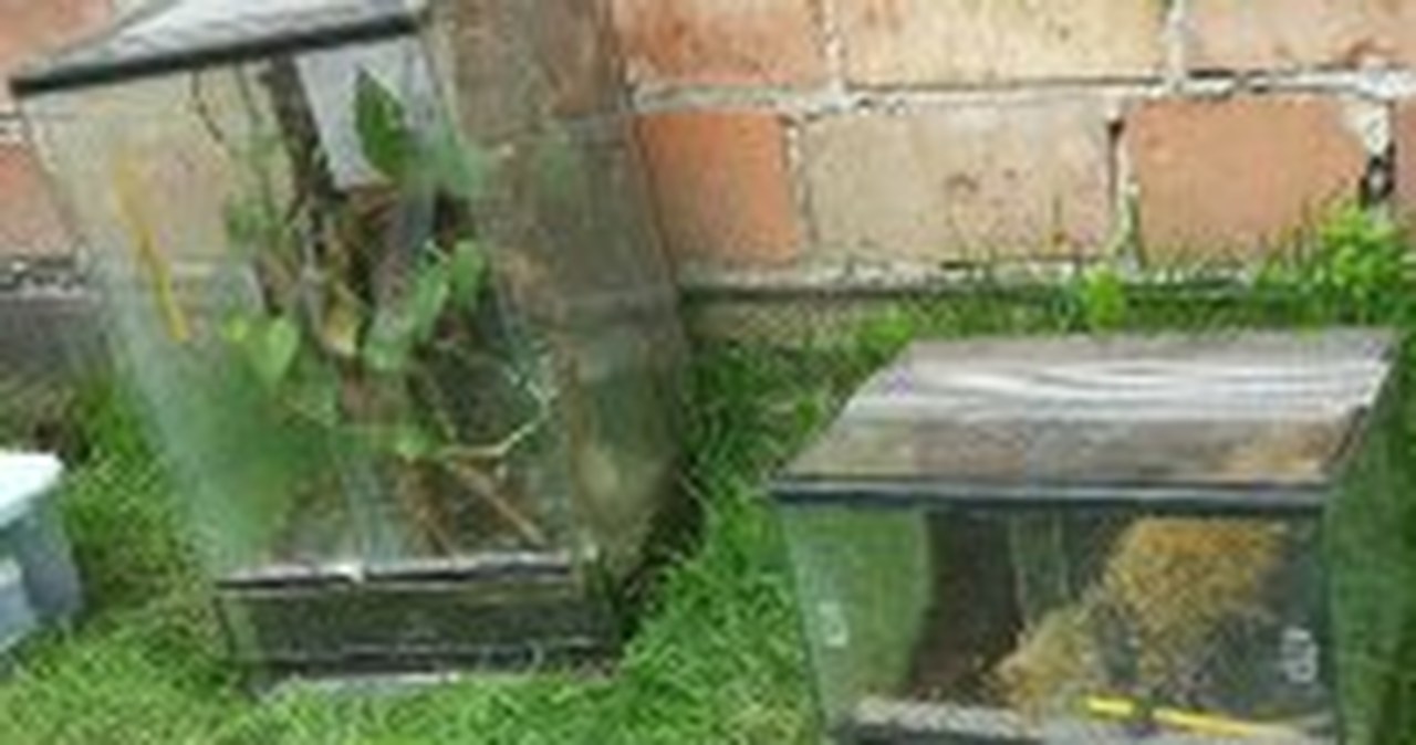 Nielegalna hodowla zwierząt w Sławkowie