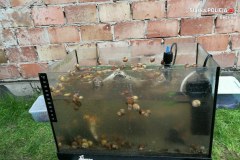 Nielegalna hodowla zwierząt w Sławkowie