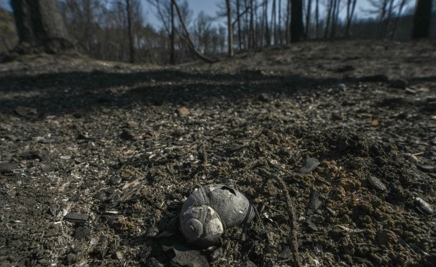 Nielegalna impreza na pogorzelisku. Doszło do starć