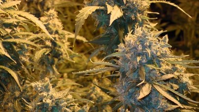 Nielegalna plantacja marihuany na Opolszczyźnie
