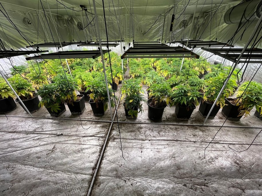 Nielegalna plantacja marihuany w gminie Sławno zlikwidowana przez policję /Policja Zachodniopomorska /Policja