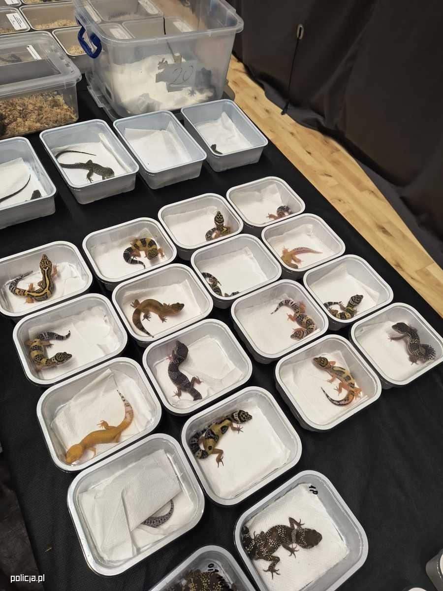 Nielegalny handel gatunkami chronionymi w Lublinie, fot. Policja Lublin /