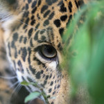Nielegalny handel jaguarami w sieci. Nietrudno kupić ich zęby i skórę