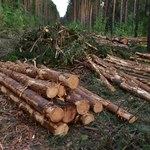 Nielegalny import drewna z Rosji i Białorusi. Jest sposób, aby go zatrzymać