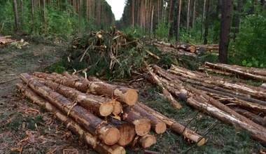 Nielegalny import drewna z Rosji i Białorusi. Jest sposób, aby go zatrzymać
