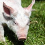 Nielegalny import wieprzowiny kwitnie. W walizce odkryto całą świnię