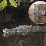 Nielegalny przewóz torby wykonanej z chronionego gatunku krokodyla