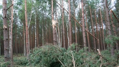 Nieletni nie będą mogli brać udziału w polowaniach. Prezydent podpisał ustawę