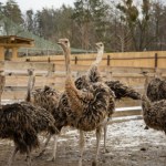 Niemal 400 strusi do wybicia. Decyzja ws. zwierząt wywołała burzę