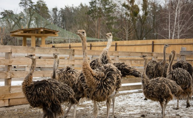Niemal 400 strusi do wybicia. Decyzja ws. zwierząt wywołała burzę
