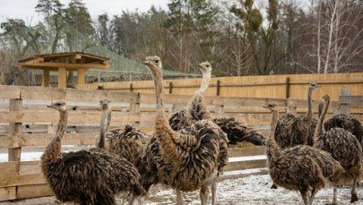 Niemal 400 strusi do wybicia. Decyzja ws. zwierząt wywołała burzę