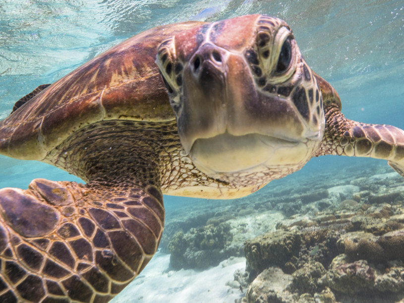 Niemal wszystkie duże gatunki żółwi morskich uznawane są zagrożone wyginięciem. Fot. Mark Fitzpatrick, Carters News /Agencja FORUM