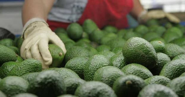 Niemcy bez wątpienia kochają awokado. Import tych owoców wzrósł pięciokrotnie w ciągu dekady /Deutsche Welle