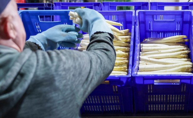 Niemcy boją się o ukochane szparagi. Polacy nie chcą już ich zbierać? 