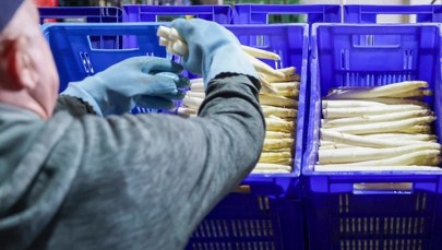 Niemcy boją się o ukochane szparagi. Polacy nie chcą już ich zbierać? 