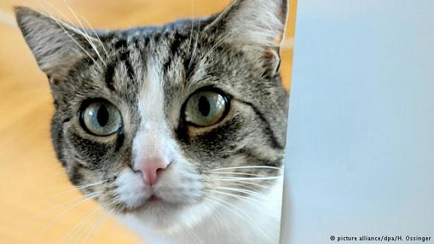 Niemcy chcą podatku od kotów /Deutsche Welle
