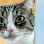 Niemcy chcą podatku od kotów