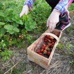 pracownicy sezonowi Niemcy chcieli płacić mniej pracownikom zza granicy. Jest decyzja ws. wynagrodzeń