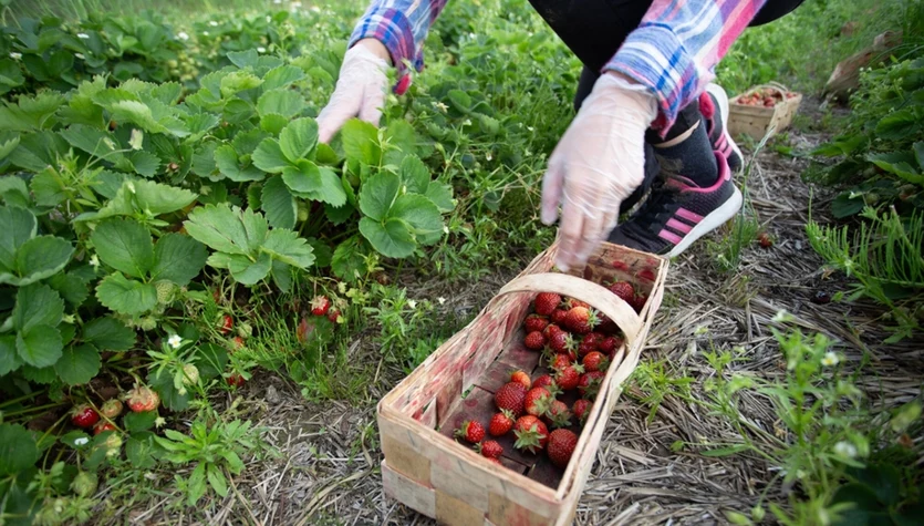 Niemcy chcieli płacić mniej pracownikom zza granicy. Jest decyzja ws. wynagrodzeń