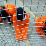 Niemcy gotowe przyjąć więźniów z Guantanamo
