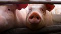 Niemcy. Holender ratuje rasę  świń z czasów NRD 