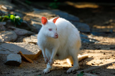 ​Niemcy: Kangur albinos zniknął z zoo