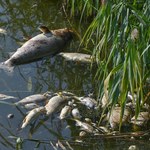 Niemcy: Nienaturalne zasolenie wody stoi za katastrofą ekologiczną Odry