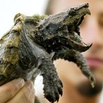 Niemcy: Obława na drapieżnego żółwia