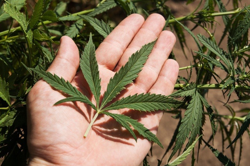 Niemcy planują legalizację sprzedaży marihuany /123RF/PICSEL