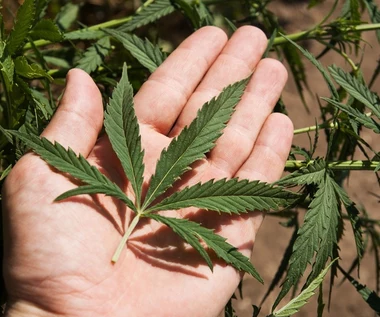 Niemcy planują legalizację sprzedaży marihuany