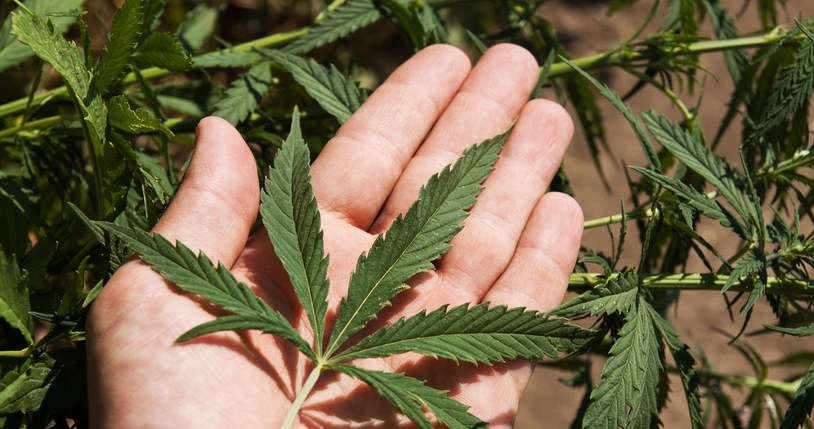 Niemcy planują legalizację sprzedaży marihuany /123RF/PICSEL