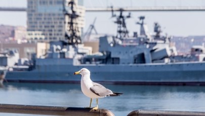 Niemcy pod obserwacją. Co kryje się za lotami rosyjskich dronów?