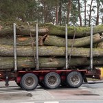 Niemcy przestali "polować" na polskie lasy. Nowe zasady handlu drewnem przynoszą efekty?