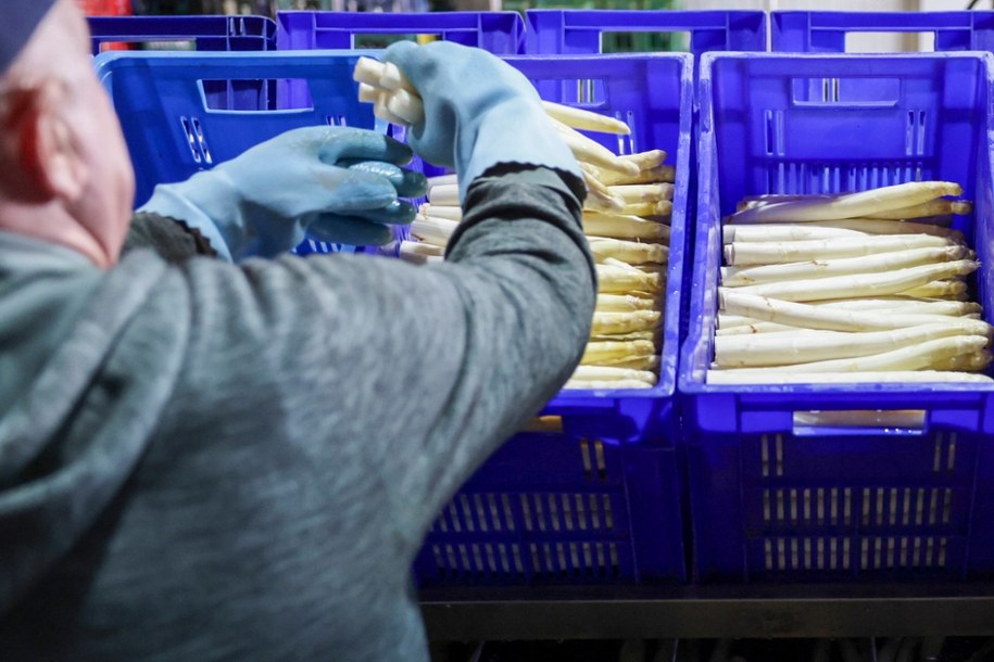 Niemcy rozpoczęli sezon na szparagi. Brak pracowników sezonowych z Polski i nowe przepisy sprawiają, że część plonów może pozostać niezebrana /	CHRISTOPHER NEUNDORF /PAP/DPA