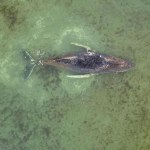 Niemcy stracili nadzieję. "Jesteśmy przekonani, że umrze"