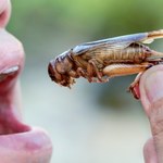 Niemcy testują białko owadów na obywatelach? W sieci zawrzało