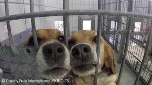 Niemcy: Ujawniono szokujące eksperymenty na zwierzętach
