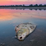 Niemcy: W Odrze mogła zginąć nawet połowa ryb