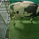 Niemcy wyszkolili krowy do korzystania z toalety