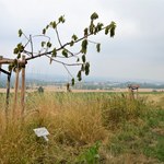 Niemcy. Zniszczono drzewa pamięci ku czci ofiar obozu w Buchenwaldzie. To już drugi przypadek