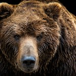Niemiec rosyjskiego pochodzenia próbował przewieźć skórę niedźwiedzia